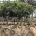 原生苗麻楝1.5至2米高基地直销规格齐全欢迎老板来电