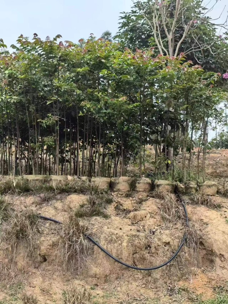 原生苗麻楝1.5至2米高基地直销规格齐全欢迎老板来电