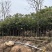 原生苗麻楝1.5至2米高基地直销规格齐全欢迎老板来电