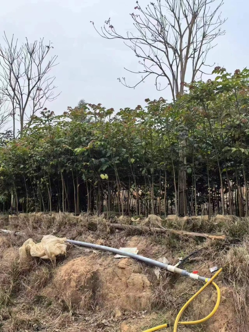 原生苗麻楝1.5至2米高基地直销规格齐全欢迎老板来电