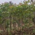 原生苗麻楝1.5至2米高基地直销规格齐全欢迎老板来电