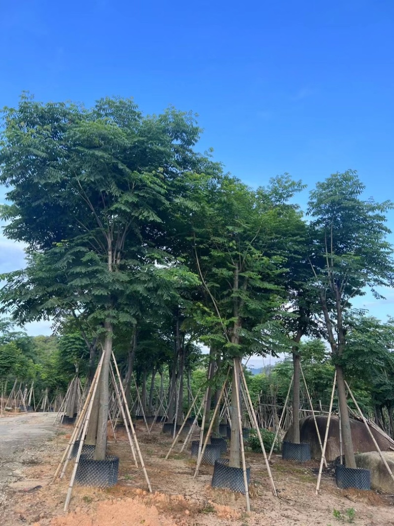 复羽叶栾树/黄山栾树/国庆花基地直销规格齐全来电咨询