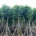 复羽叶栾树/黄山栾树/国庆花基地直销规格齐全来电咨询