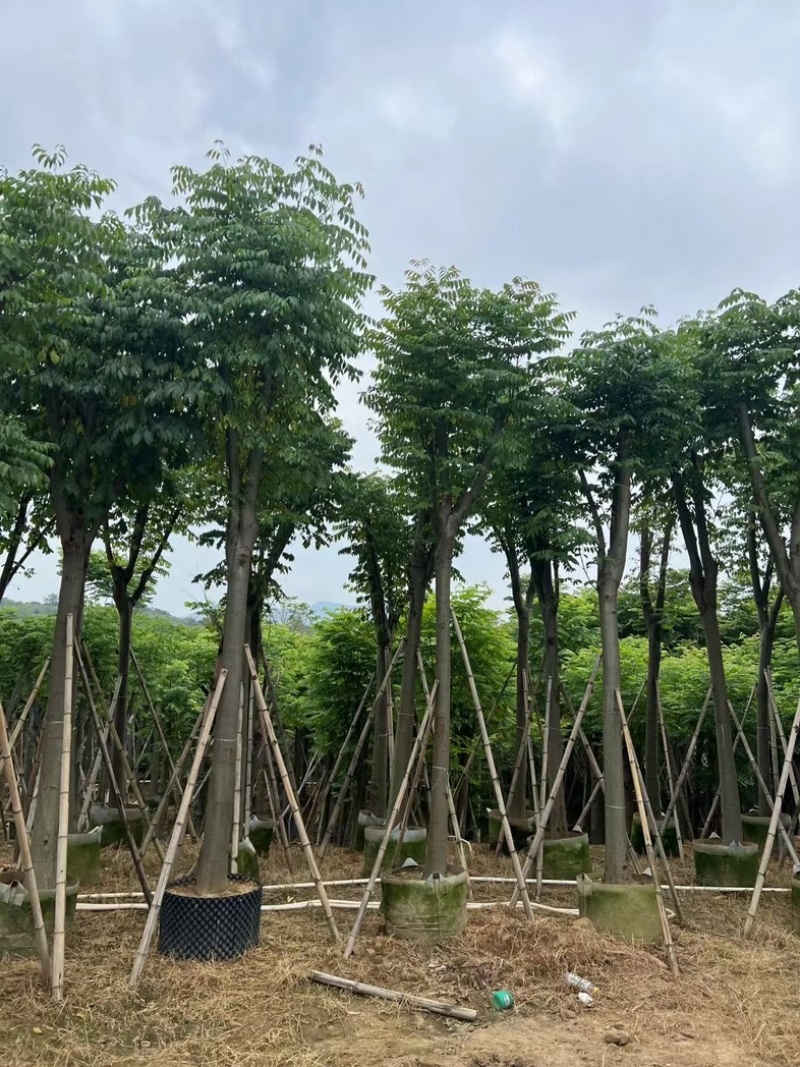 复羽叶栾树/黄山栾树/国庆花基地直销规格齐全来电咨询