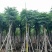 复羽叶栾树/黄山栾树/国庆花基地直销规格齐全来电咨询