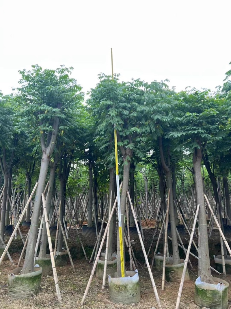 复羽叶栾树/黄山栾树/国庆花基地直销规格齐全来电咨询