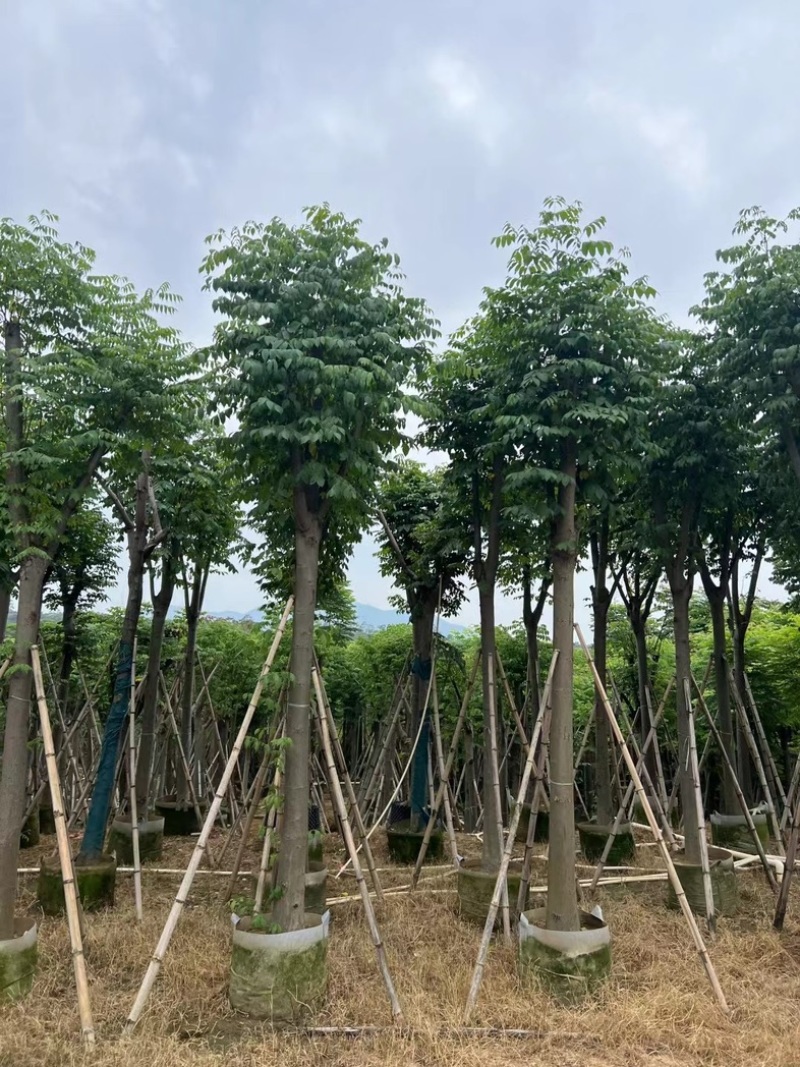 复羽叶栾树/黄山栾树/国庆花基地直销规格齐全来电咨询