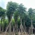 复羽叶栾树/黄山栾树/国庆花基地直销规格齐全来电咨询