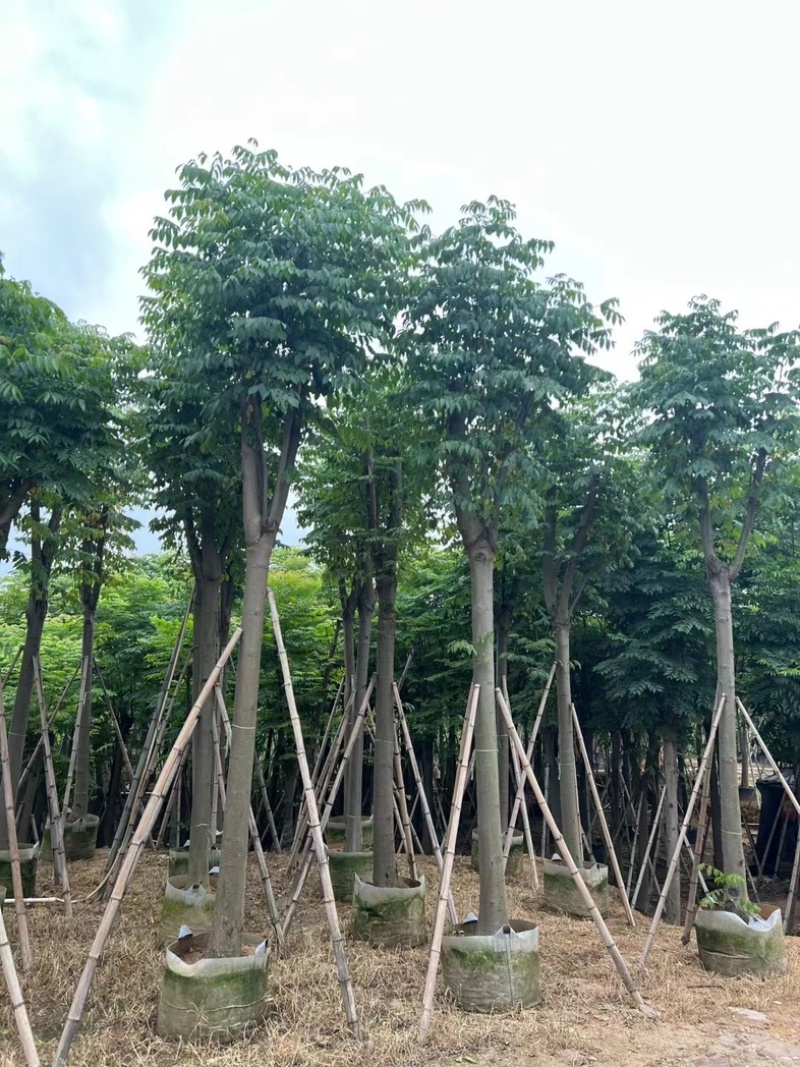 复羽叶栾树/黄山栾树/国庆花基地直销规格齐全来电咨询