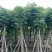 复羽叶栾树黄山栾树、国庆花12～18公分基地来电咨询