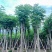 复羽叶栾树黄山栾树、国庆花12～18公分基地来电咨询