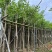 宫粉紫荆5～15公分基地直销规格齐全欢迎老板来电咨询