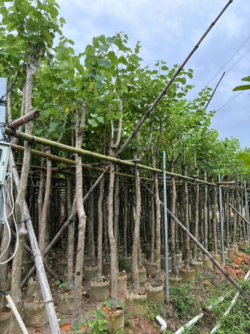 宫粉紫荆5～15公分基地直销规格齐全欢迎老板来电咨询