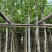 宫粉紫荆5～15公分基地直销规格齐全欢迎老板来电咨询