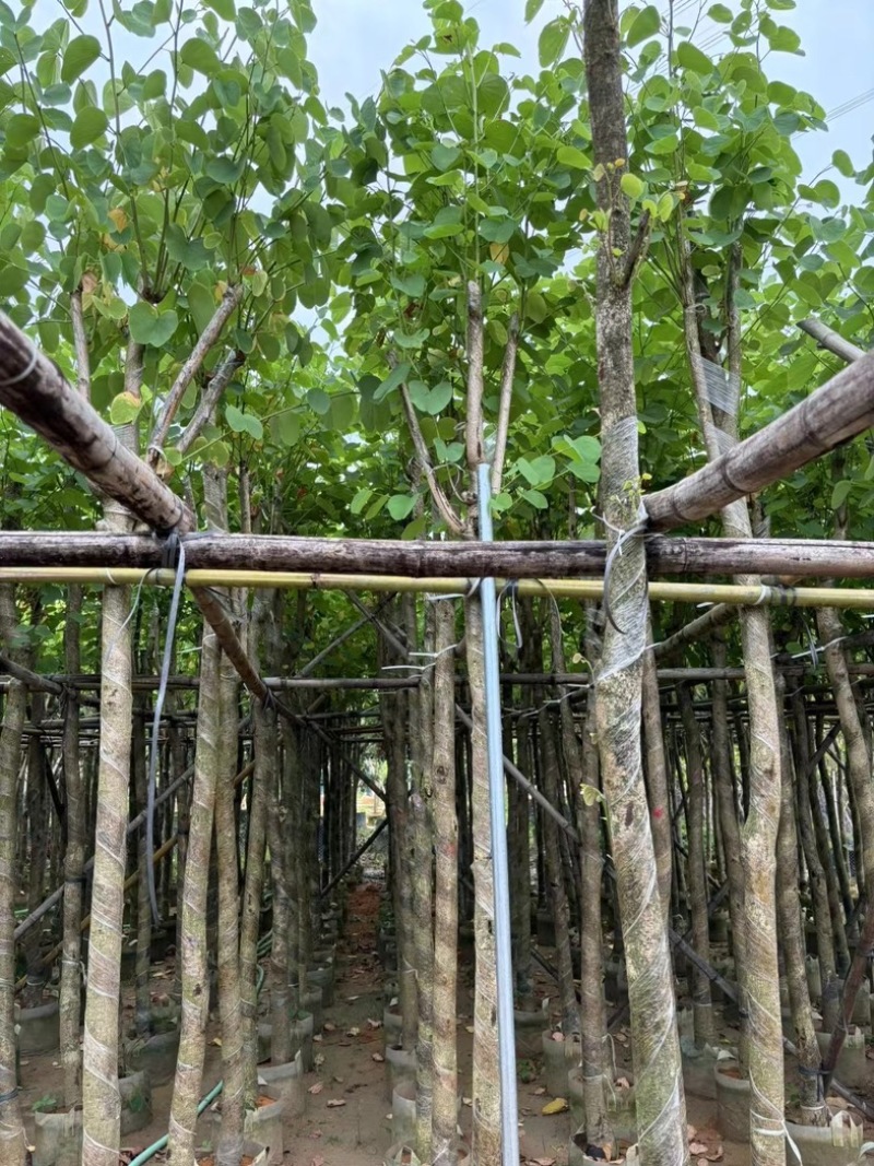 宫粉紫荆5～15公分基地直销规格齐全欢迎老板来电咨询