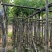 宫粉紫荆5～15公分基地直销规格齐全欢迎老板来电咨询