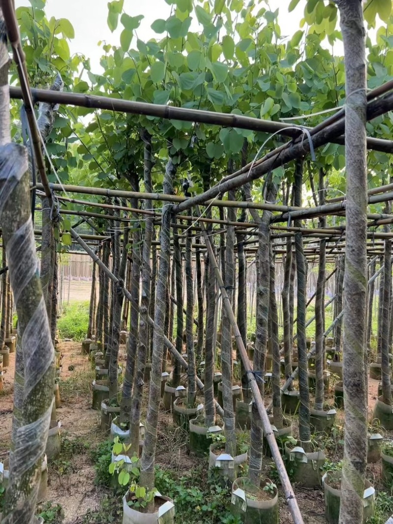 宫粉紫荆5～15公分基地直销规格齐全欢迎老板来电咨询