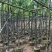 宫粉紫荆5～15公分基地直销规格齐全欢迎老板来电咨询