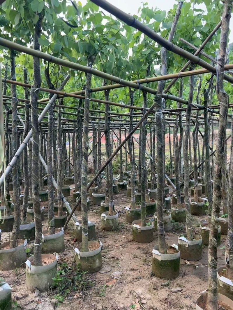 宫粉紫荆5～15公分基地直销规格齐全欢迎老板来电咨询