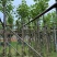 宫粉紫荆5～15公分基地直销规格齐全欢迎老板来电咨询