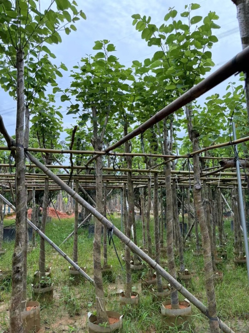 宫粉紫荆5～15公分基地直销规格齐全欢迎老板来电咨询