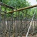 宫粉紫荆5～15公分基地直销规格齐全欢迎老板来电咨询