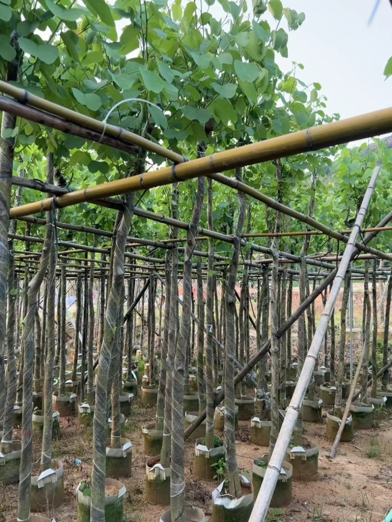 宫粉紫荆5～15公分基地直销规格齐全欢迎老板来电咨询