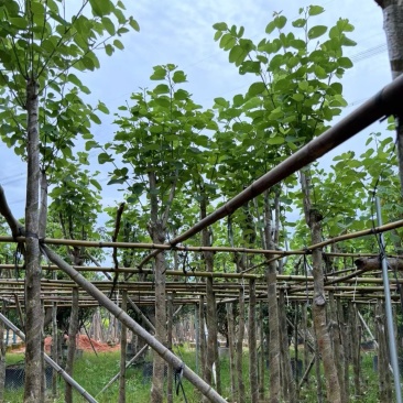 宫粉紫荆5～15公分基地直销规格齐全欢迎老板来电咨询