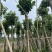 重阳木12～18公分基地直销规格齐全欢迎老板来电咨询