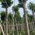 重阳木12～18公分基地直销规格齐全欢迎老板来电咨询