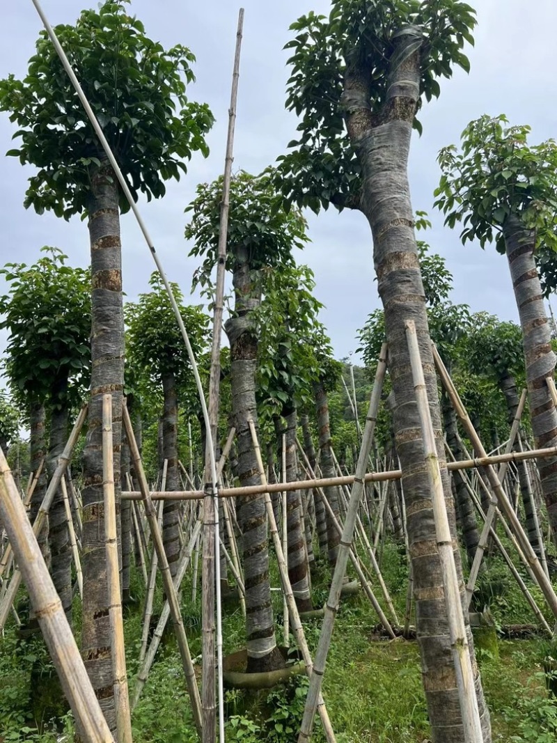 重阳木12～18公分基地直销规格齐全欢迎老板来电咨询