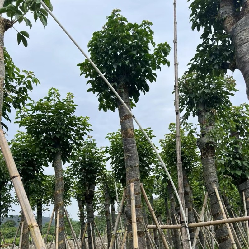 重阳木12～18公分基地直销规格齐全欢迎老板来电咨询