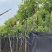 香樟树8～12公分基地直销规格齐全欢迎老板来电咨询