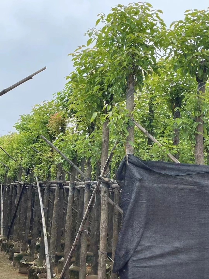 香樟树8～12公分基地直销规格齐全欢迎老板来电咨询