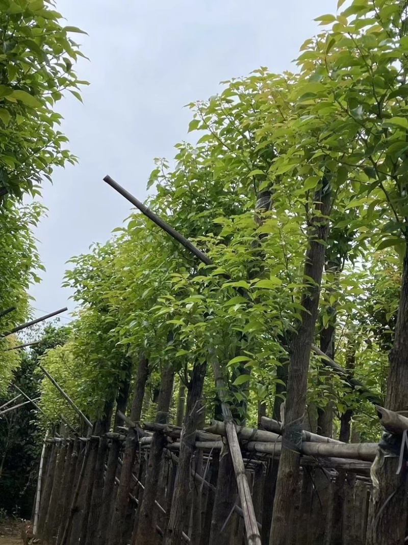 香樟树8～12公分基地直销规格齐全欢迎老板来电咨询