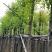 香樟树8～12公分基地直销规格齐全欢迎老板来电咨询