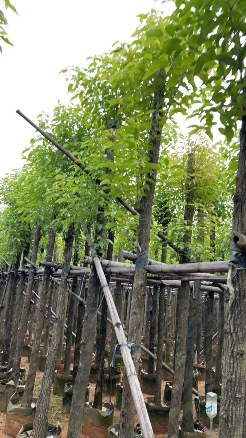 香樟树8～12公分基地直销规格齐全欢迎老板来电咨询