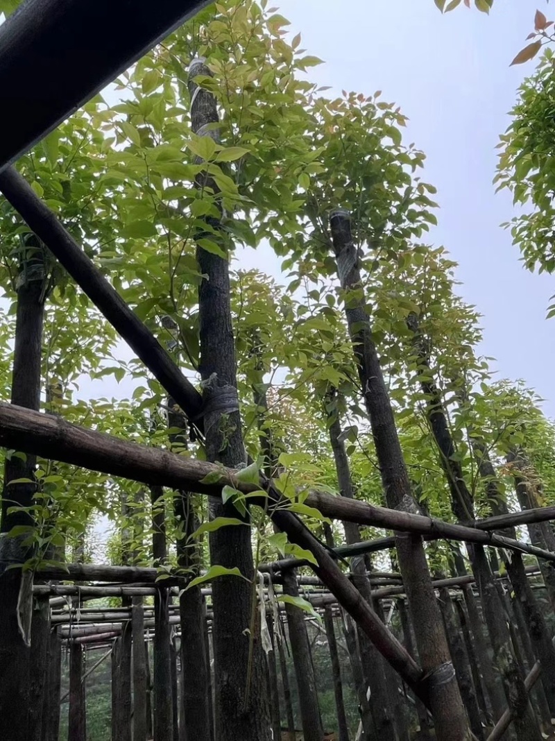 香樟树8～12公分基地直销规格齐全欢迎老板来电咨询
