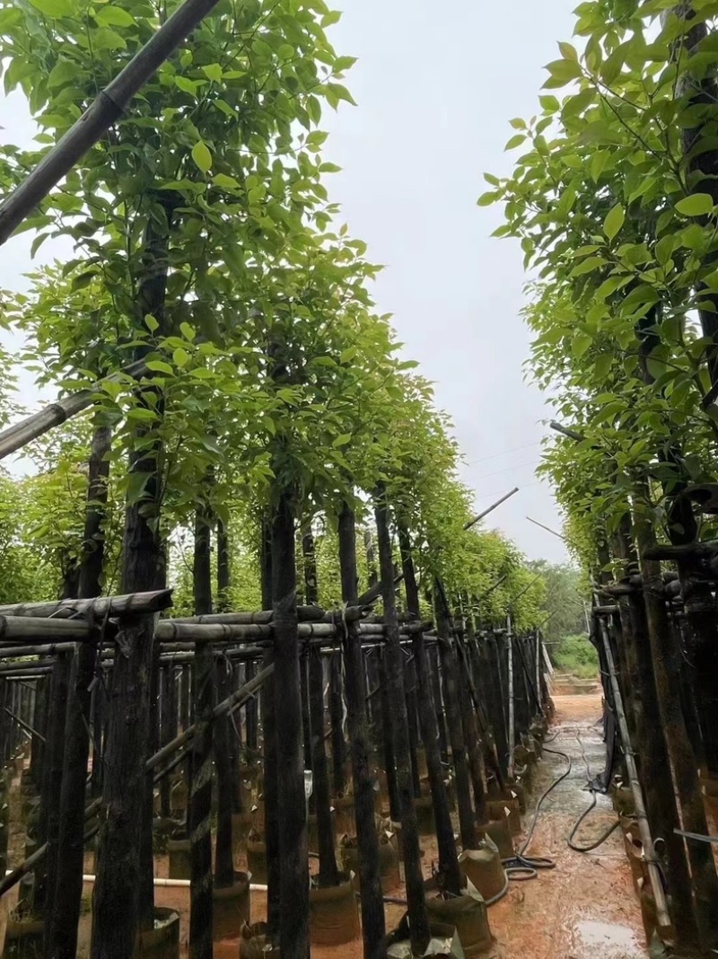 香樟树8～12公分基地直销规格齐全欢迎老板来电咨询