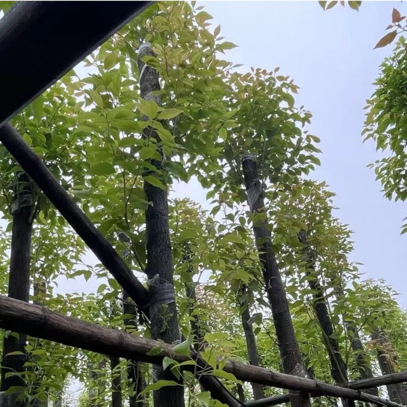 香樟树8～12公分基地直销规格齐全欢迎老板来电咨询
