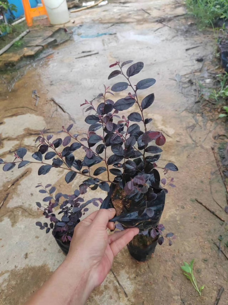 红继木小杯中杯基地直销质量优质欢迎老板来电咨询合作