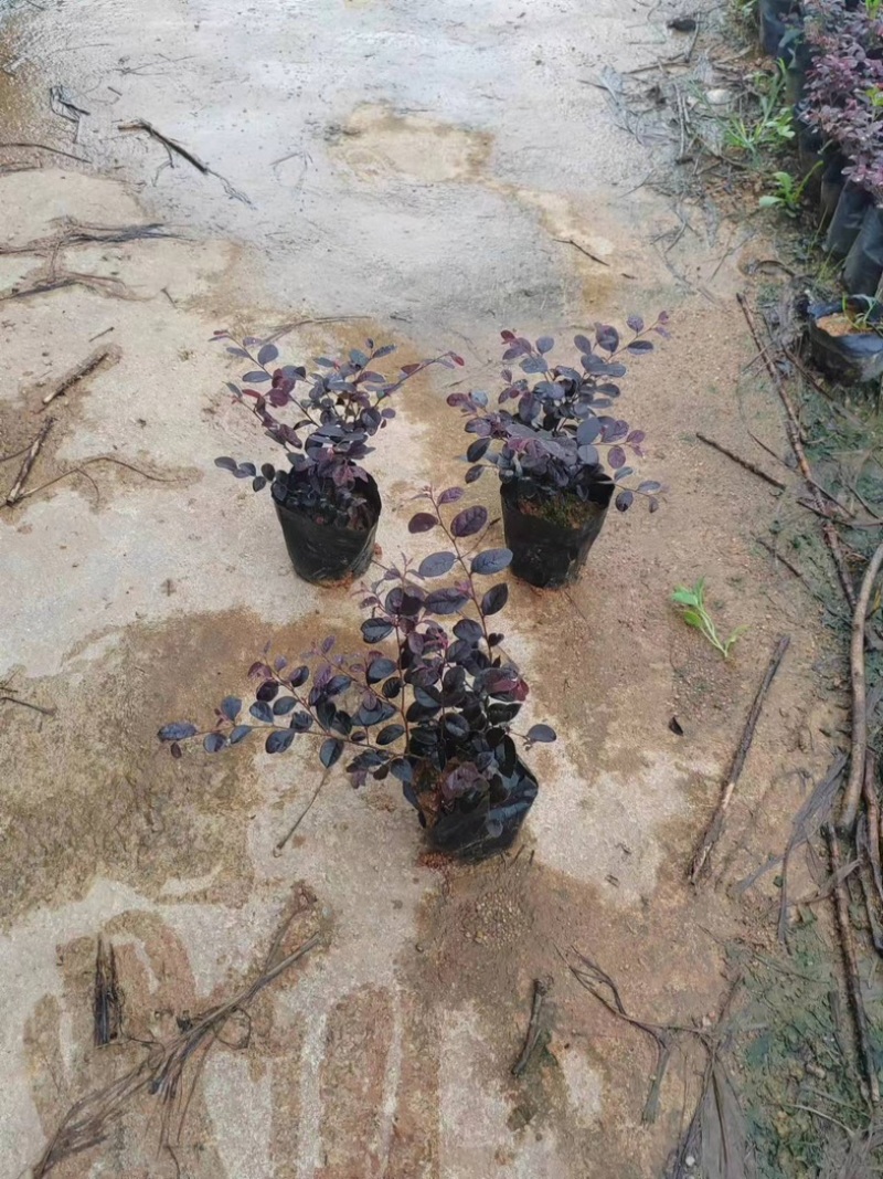 红继木小杯中杯基地直销质量优质欢迎老板来电咨询合作