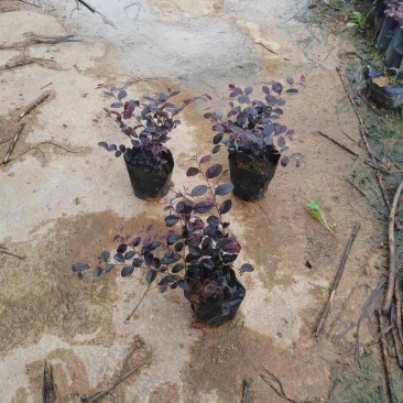 红继木小杯中杯基地直销质量优质欢迎老板来电咨询合作