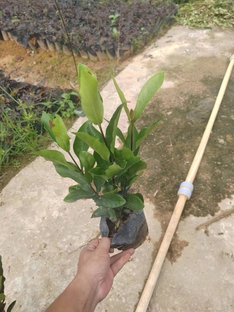 龙船花小杯中杯基地直销质量优质欢迎老板来电咨询合作