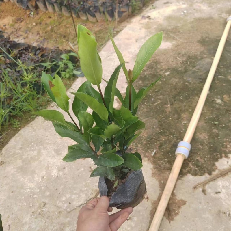 龙船花小杯中杯基地直销质量优质欢迎老板来电咨询合作
