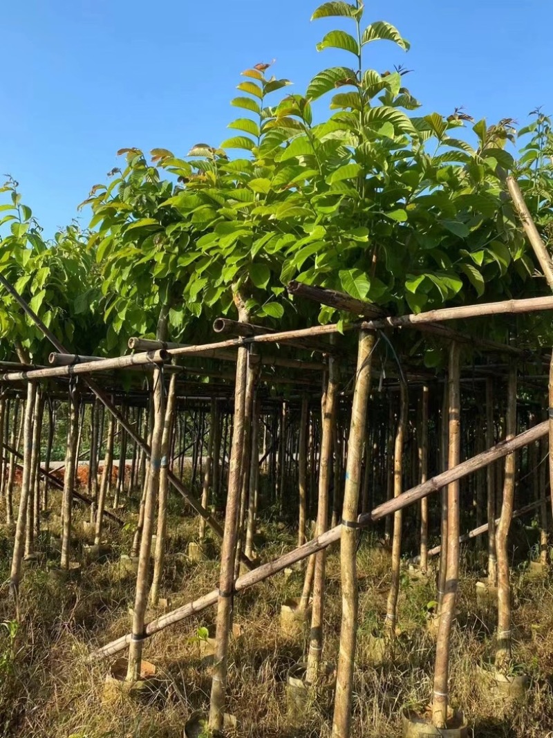 大叶紫薇树5～15公分基地直销规格齐全欢迎老板来电