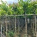 大叶紫薇树5～15公分基地直销规格齐全欢迎老板来电