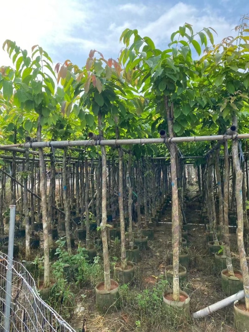 大叶紫薇树5～15公分基地直销规格齐全欢迎老板来电