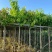 大叶紫薇树5～15公分基地直销规格齐全欢迎老板来电