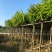 大叶紫薇树5～15公分基地直销规格齐全欢迎老板来电